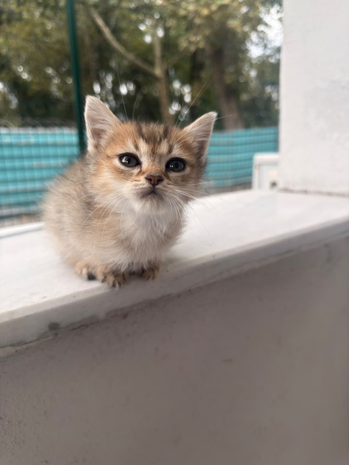 Yildirim Melez Köpek Melez Köpek, Bursa