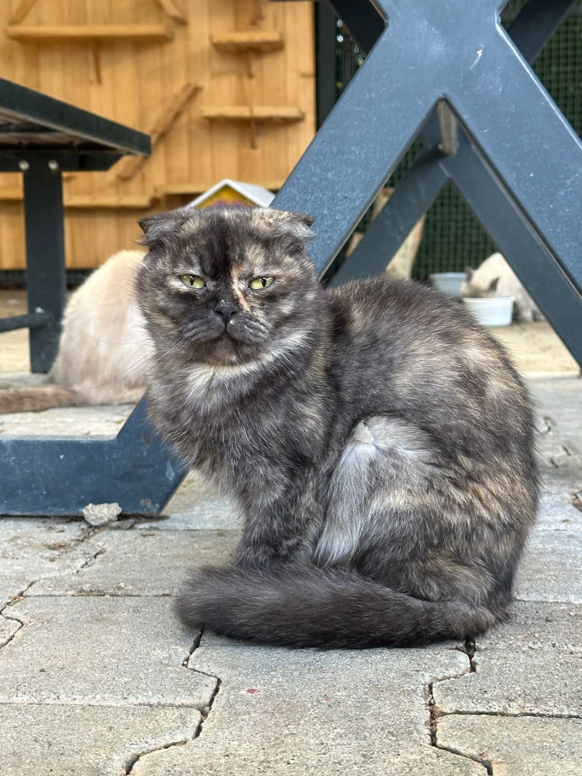 Yildirim Melez Köpek Melez Köpek, Bursa