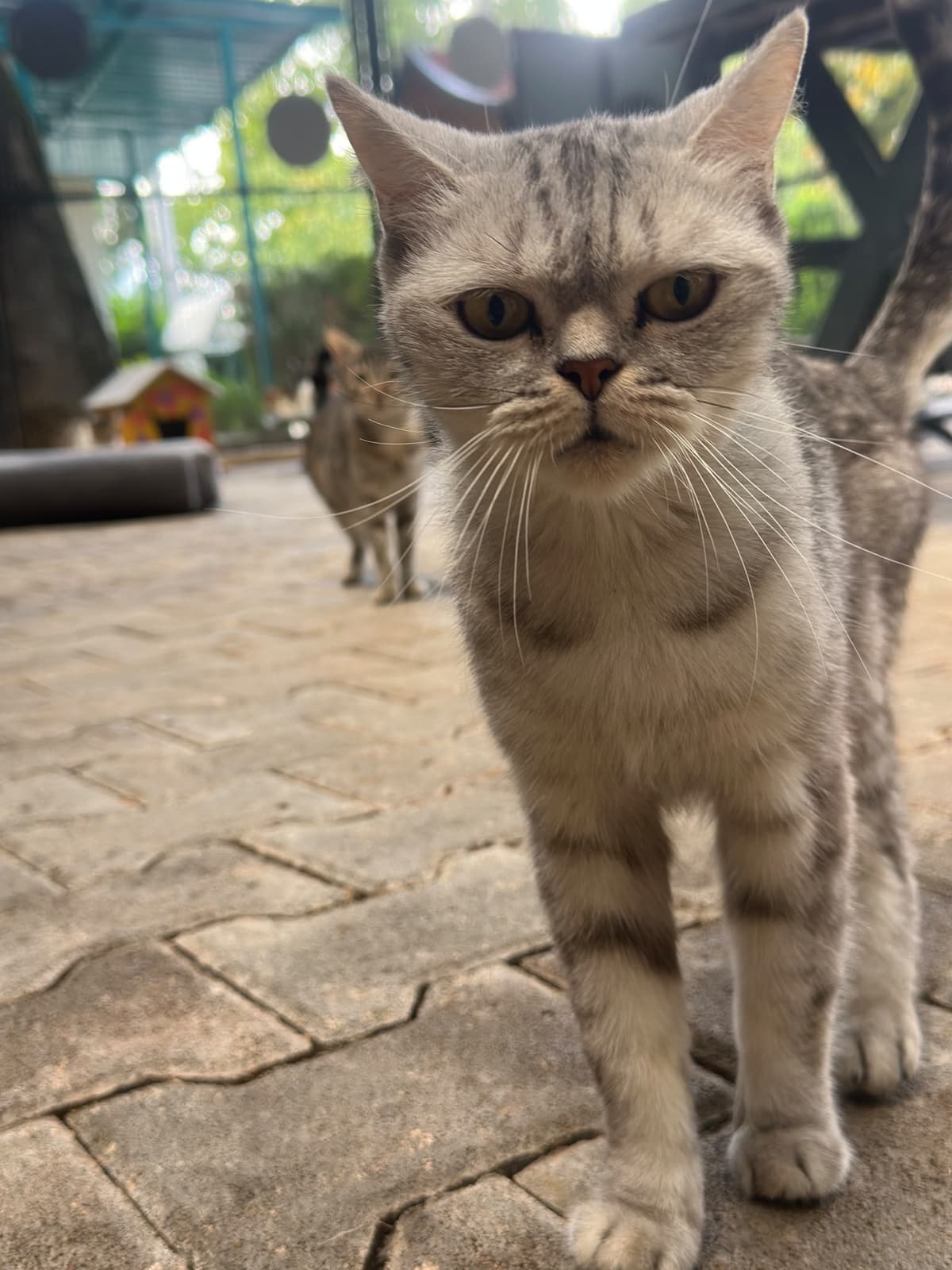 Yildirim Melez Köpek Melez Köpek, Bursa