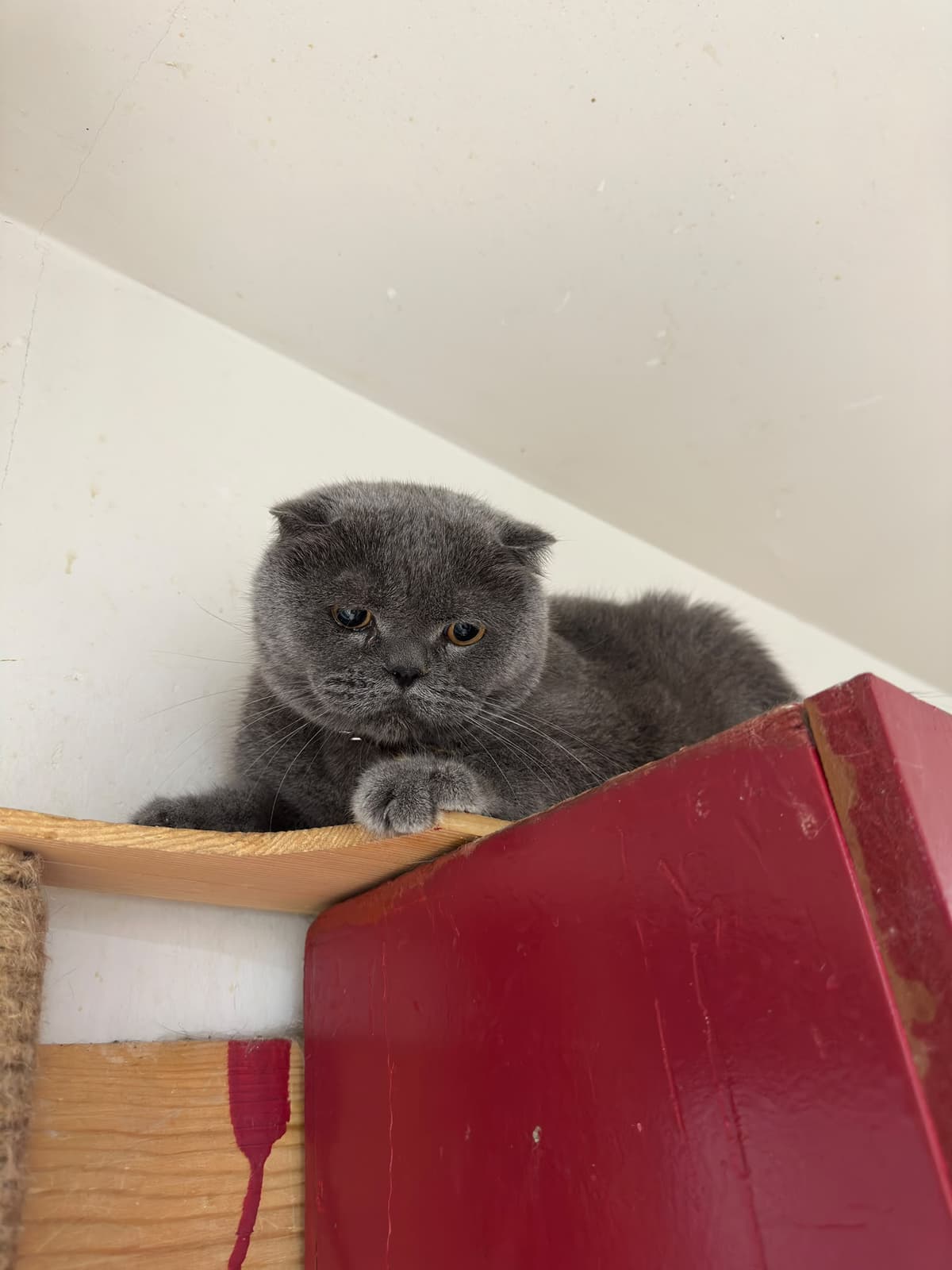 Yildirim Melez Köpek Melez Köpek, Bursa