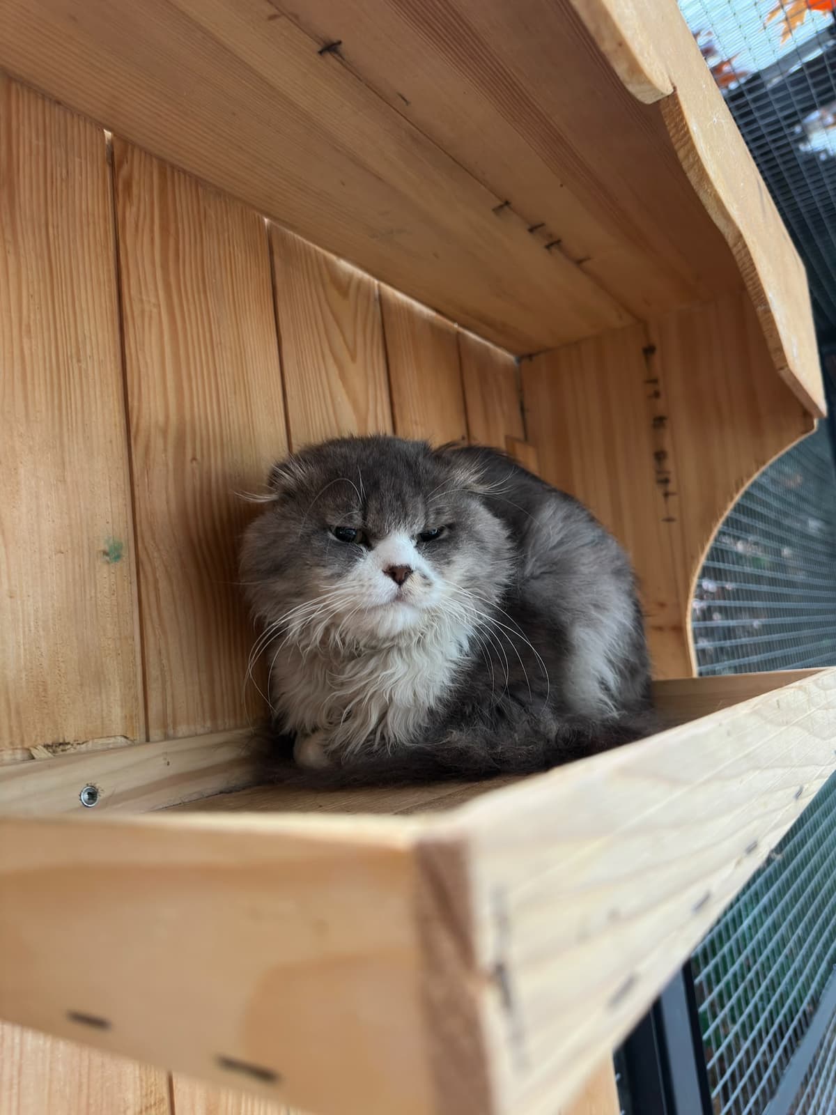Yildirim Melez Köpek Melez Köpek, Bursa