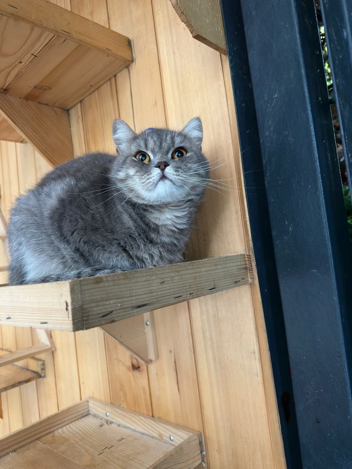 Yildirim Melez Köpek Melez Köpek, Bursa