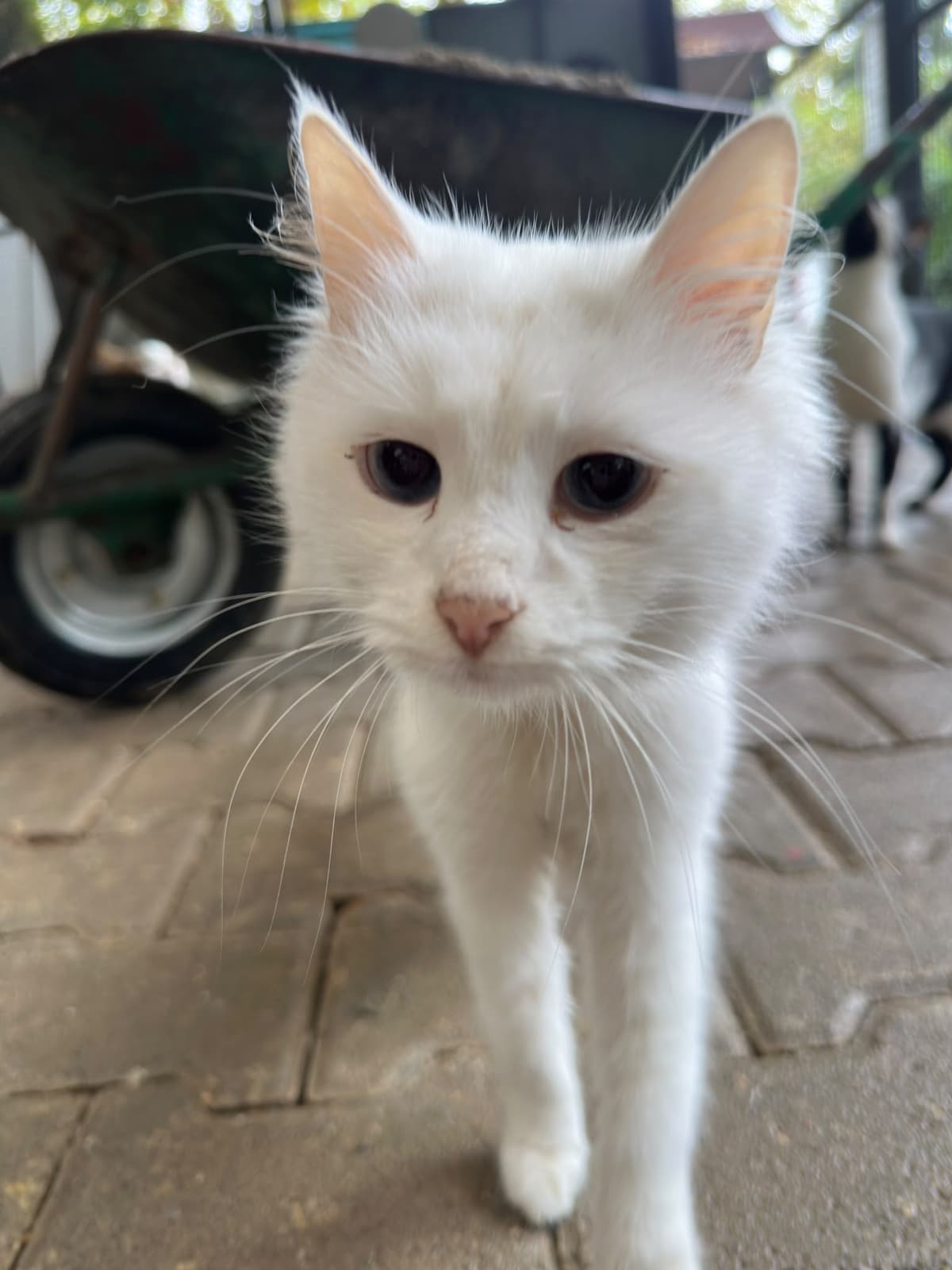 Yildirim Melez Köpek Melez Köpek, Bursa