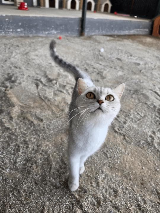 Balıkesir British Kedi British Kedi, Balıkesir