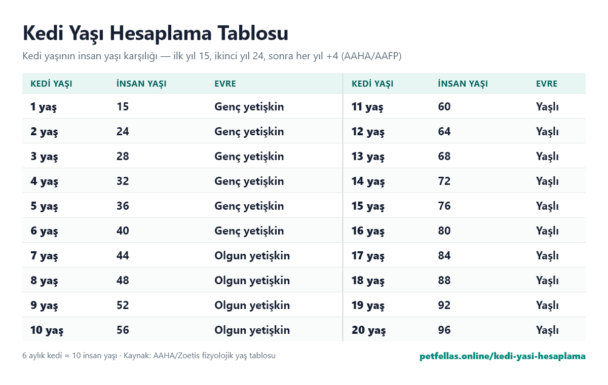 Kedi yaşı hesaplama tablosu: kedi yaşının insan yaşı karşılığı ve yaşam evresi, 1-20 yaş